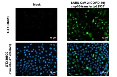 Anti-SARS-CoV-2 (COVID-19) nsp10 antibody [HL1379] used in Immunocytochemistry/ Immunofluorescence (ICC/IF). GTX636819
